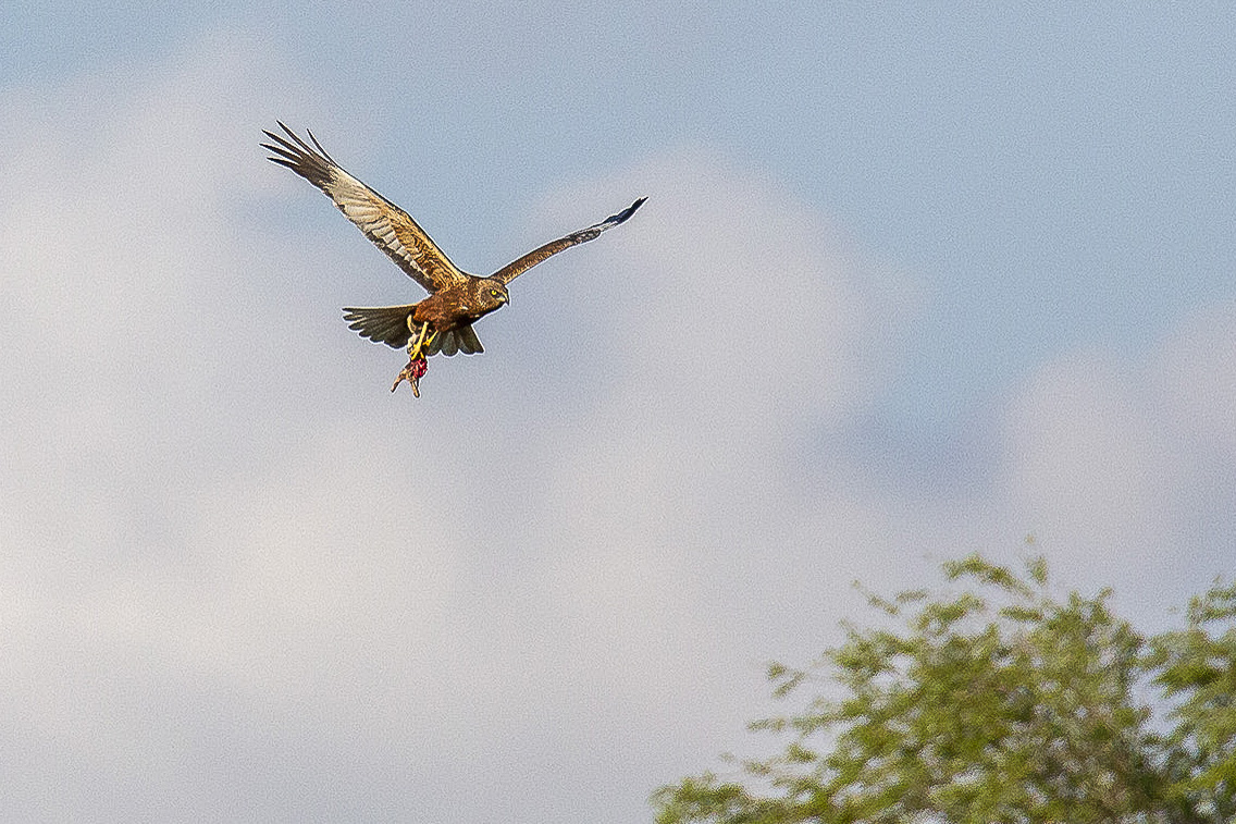Busard des roseaux (Western Marsh Harrier, Circus aeruginosus), mâle adulte apportant une autre proie à ses petits,  Réserve Naturelle de Mont-Bernanchon, Hauts de France.
(Photo Hervé Touzet)
